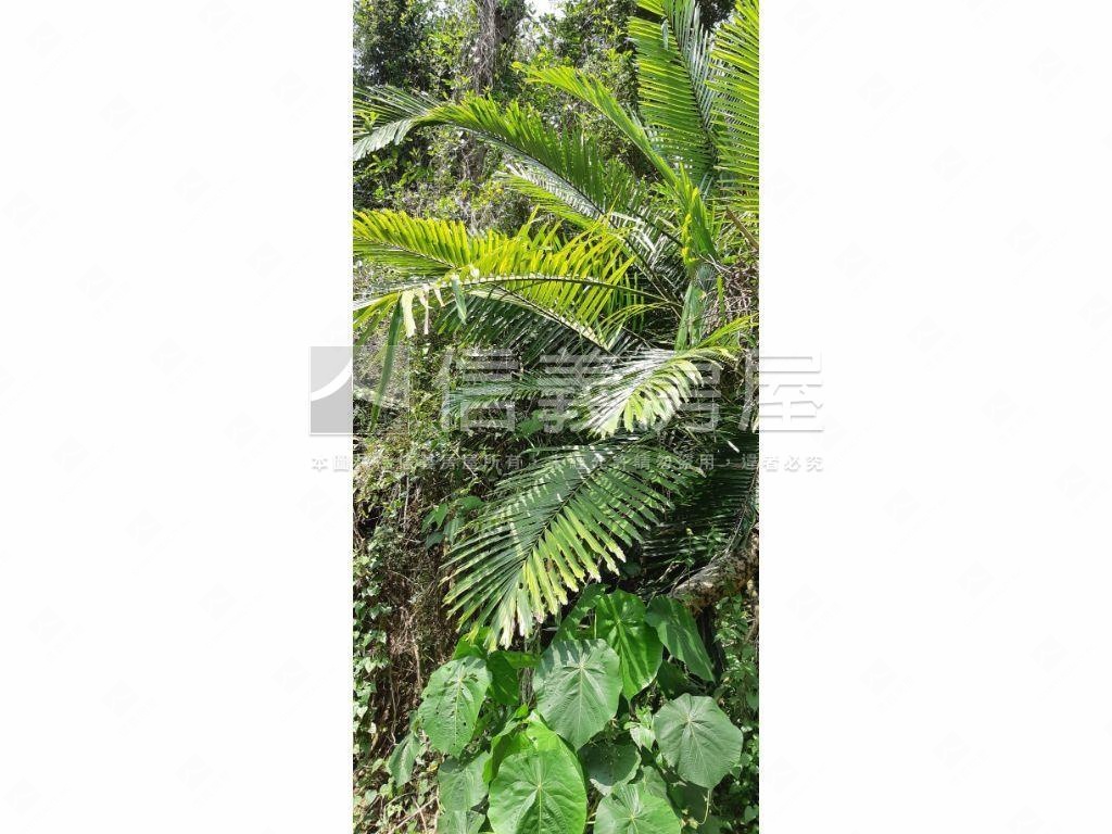 北屯大湖巷休閒舒心農地房屋室內格局與周邊環境