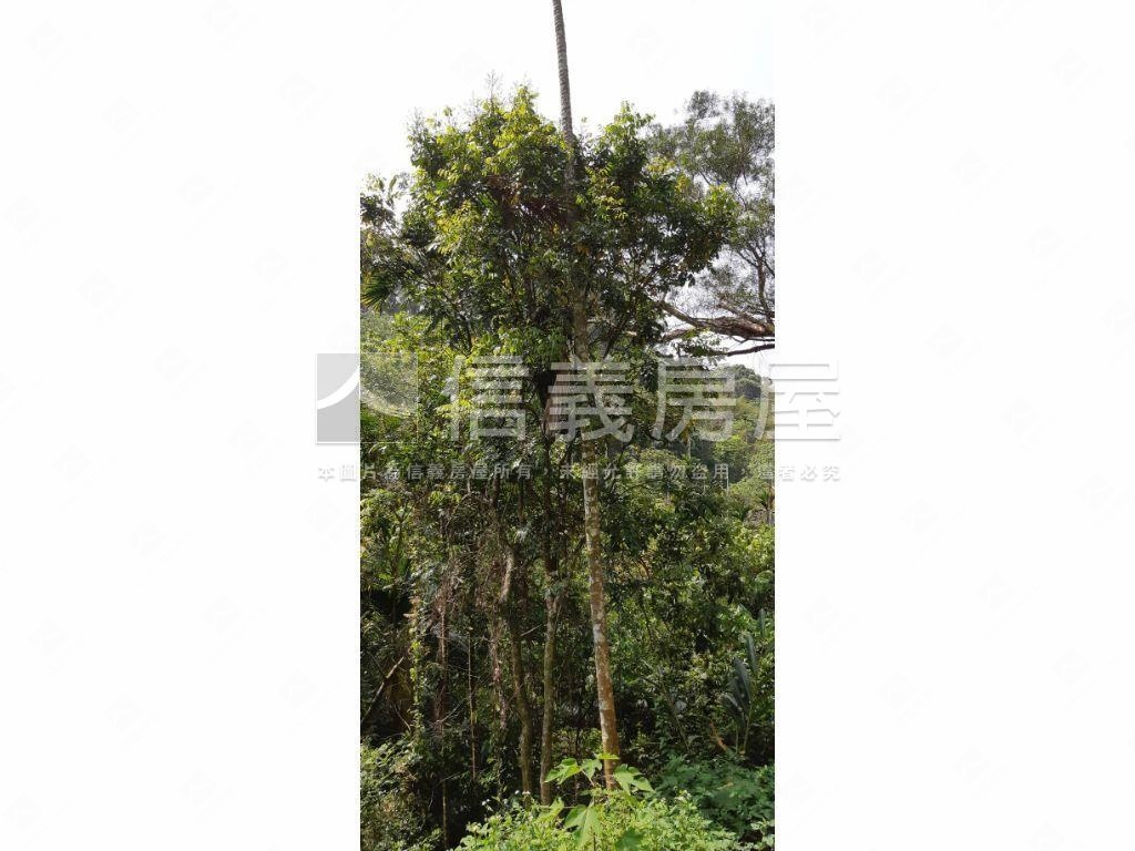 北屯大湖巷休閒舒心農地房屋室內格局與周邊環境