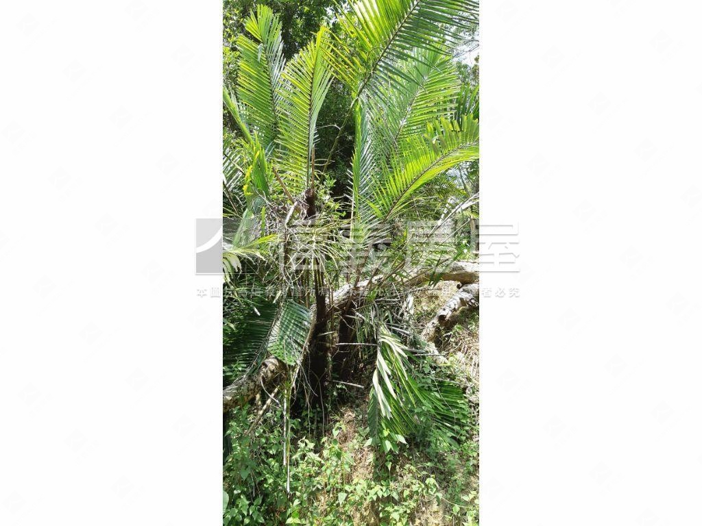 北屯大湖巷休閒舒心農地房屋室內格局與周邊環境