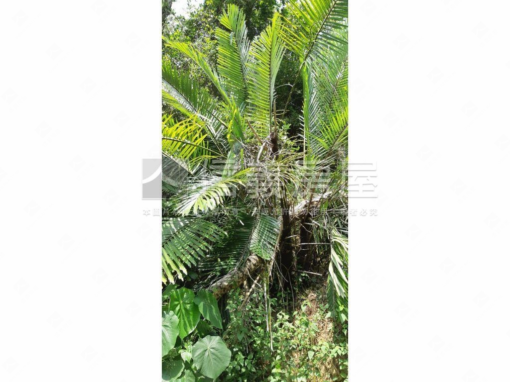 北屯大湖巷休閒舒心農地房屋室內格局與周邊環境