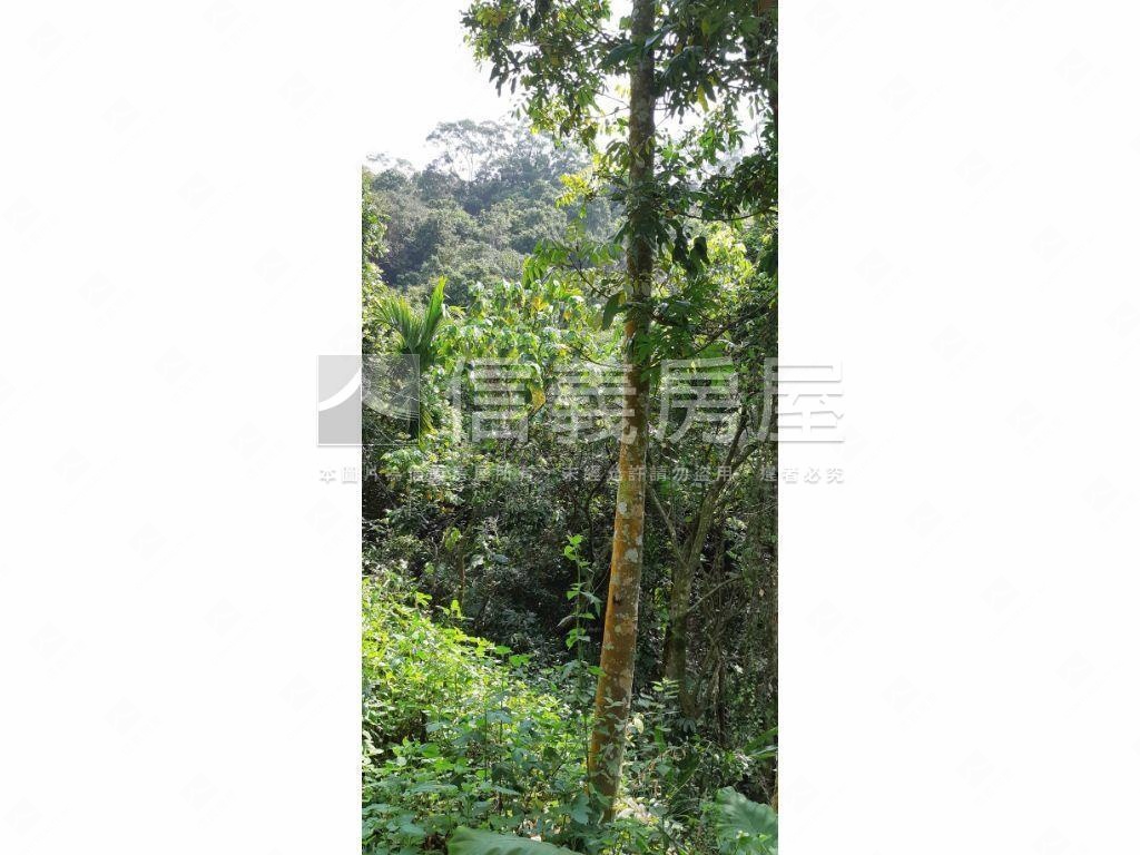 北屯大湖巷休閒舒心農地房屋室內格局與周邊環境