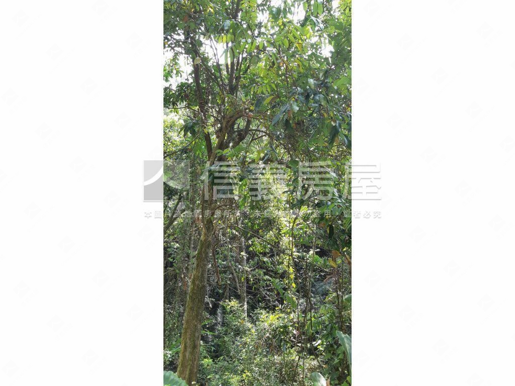 北屯大湖巷休閒舒心農地房屋室內格局與周邊環境