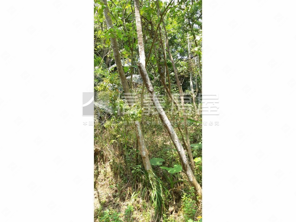 北屯大湖巷休閒舒心農地房屋室內格局與周邊環境