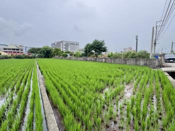 大肚都計內農地
