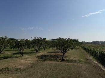 大山國小旁鄰路農地