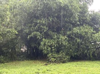 龍潭區原木屋附近持分農地