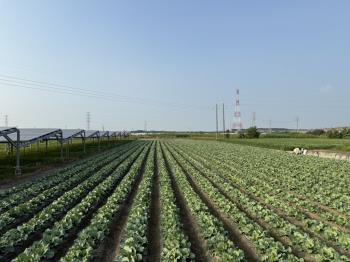 東勢寮約１０３６坪農地