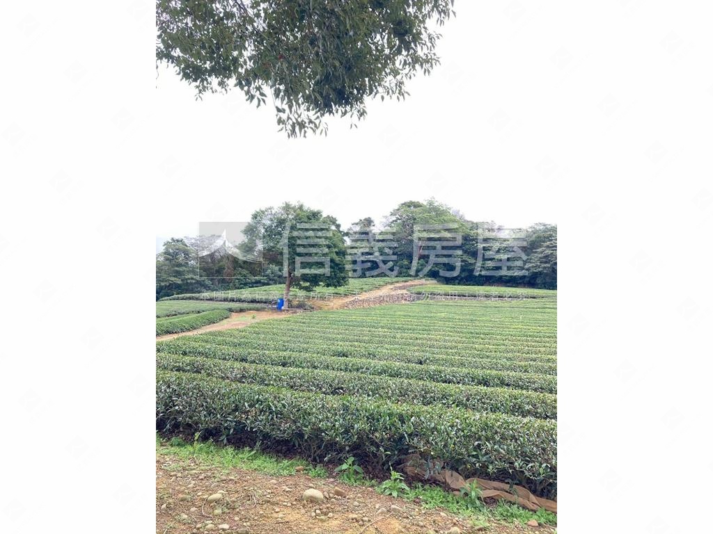 龍潭區北坑段茶園房屋室內格局與周邊環境