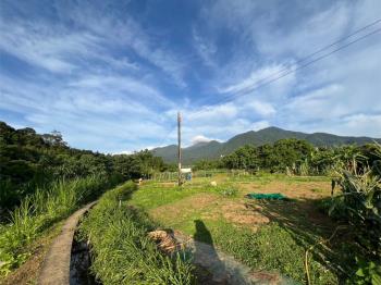 紫藤咖啡園旁農地