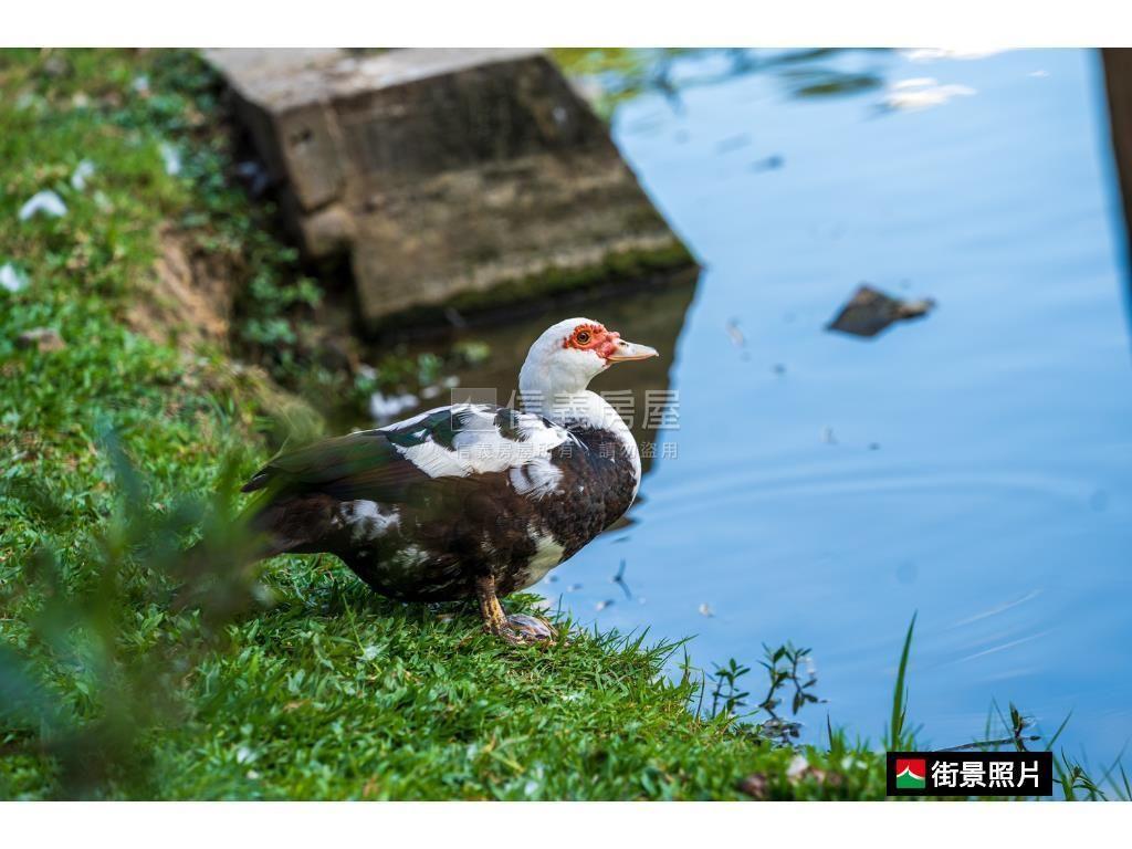 綠意盎然．大氣威靈頓房屋室內格局與周邊環境
