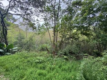 屋主誠售三峽土地