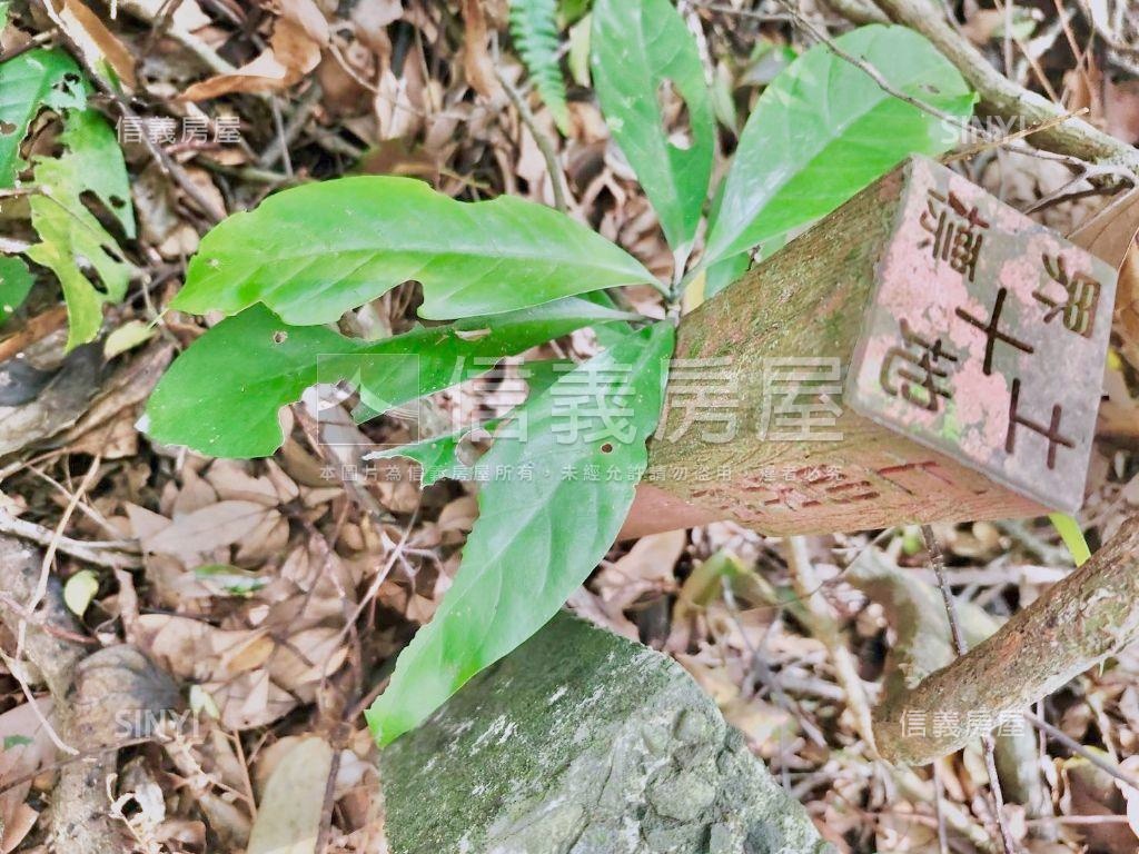 桃園大溪土地房屋室內格局與周邊環境