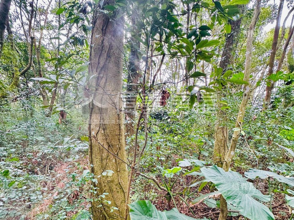 桃園大溪土地房屋室內格局與周邊環境