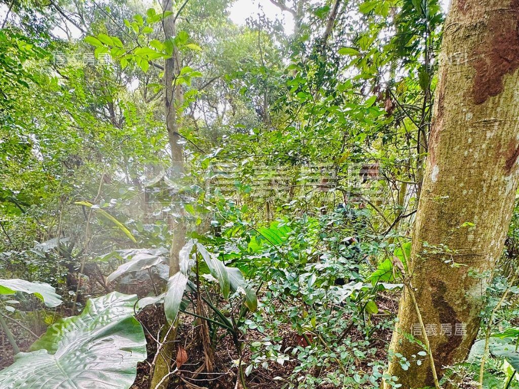桃園大溪土地房屋室內格局與周邊環境