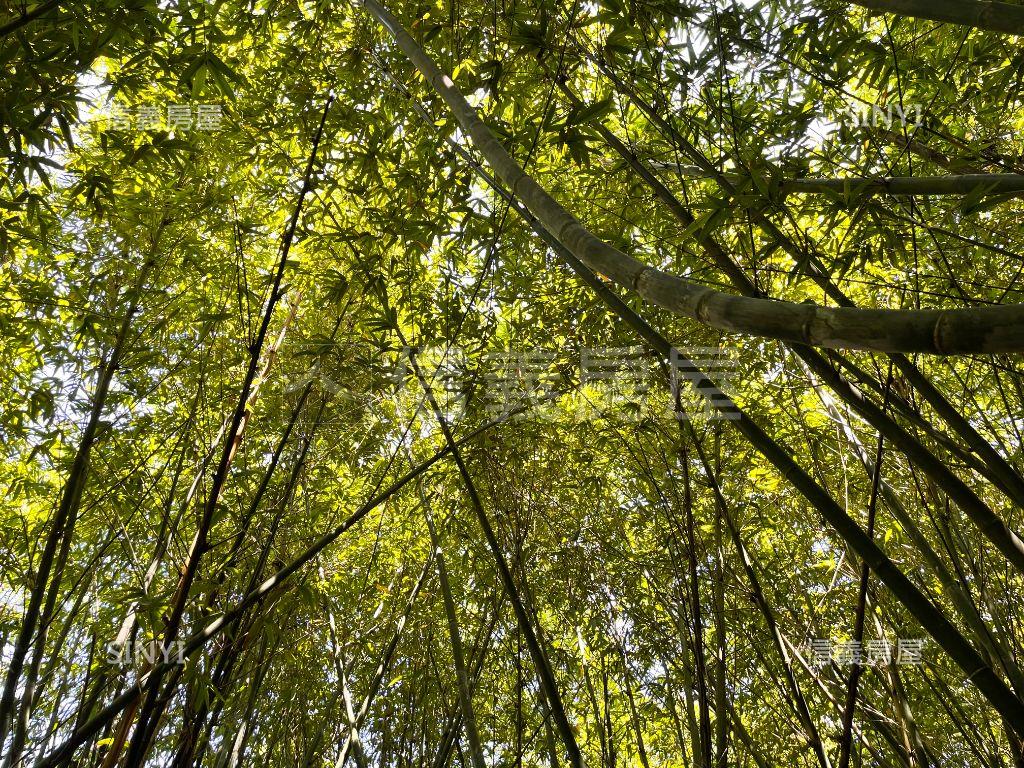 指南段綠竹荀旱地房屋室內格局與周邊環境