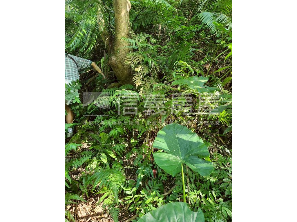 新店秀水路士地（臨路）房屋室內格局與周邊環境