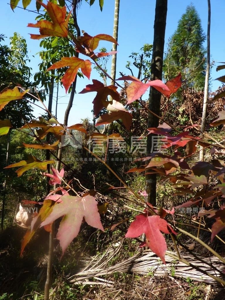 太平頭汴坑土地Ｅ房屋室內格局與周邊環境