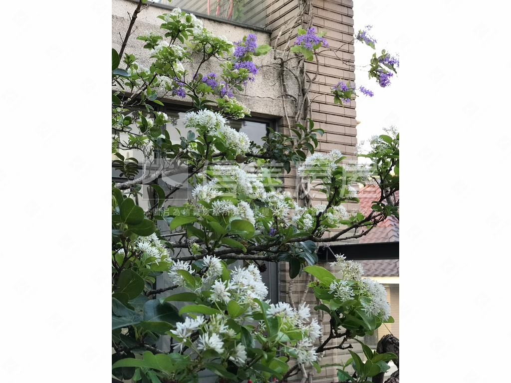 七期西側【理和抱樸】別墅房屋室內格局與周邊環境