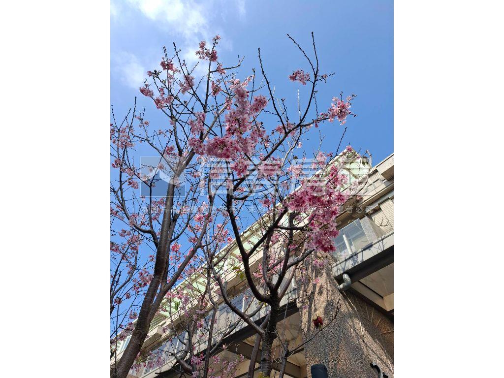 大溪櫻花美透天房屋室內格局與周邊環境