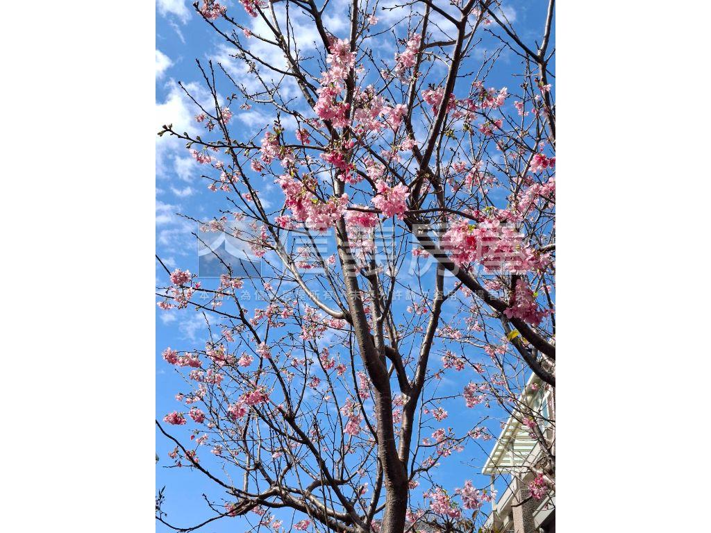 大溪櫻花美透天房屋室內格局與周邊環境