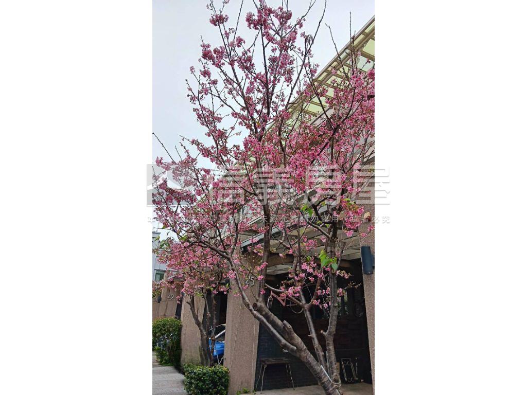 大溪櫻花美透天房屋室內格局與周邊環境