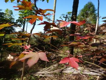 太平頭汴坑土地Ａ