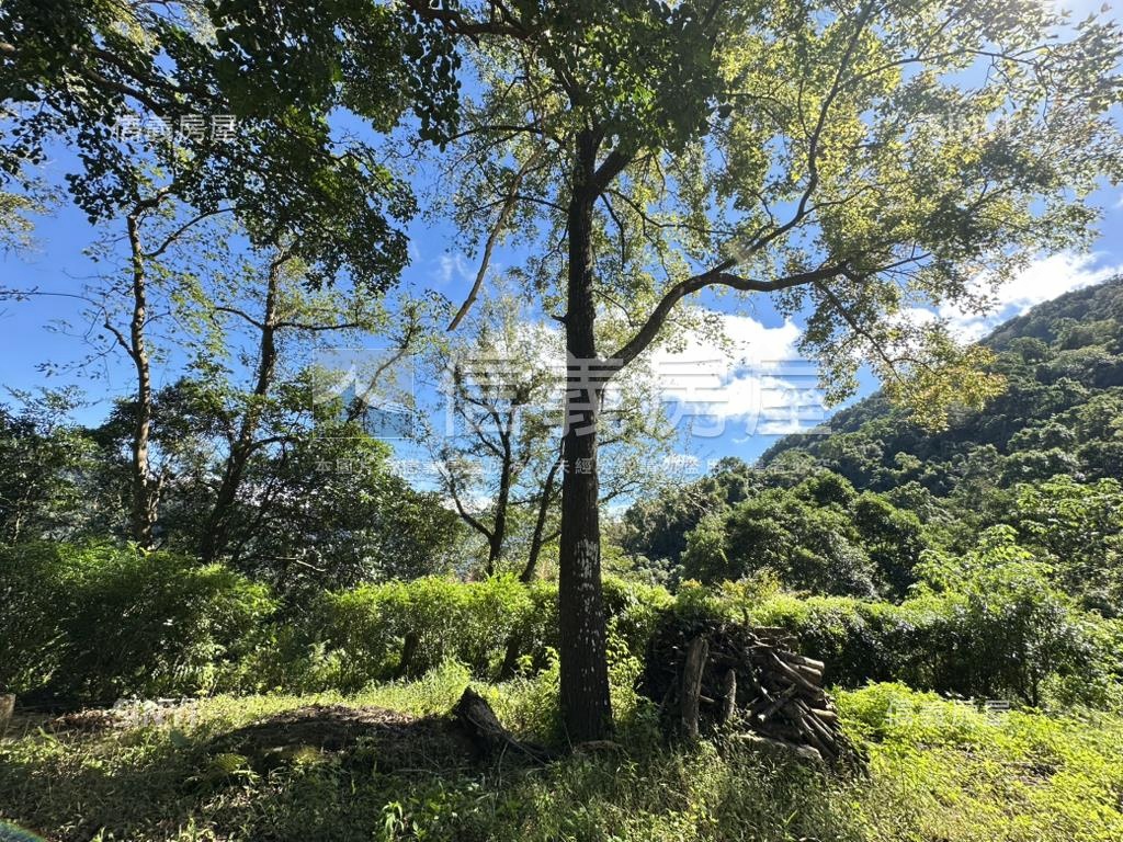 竹東燥樹排秘境房屋室內格局與周邊環境