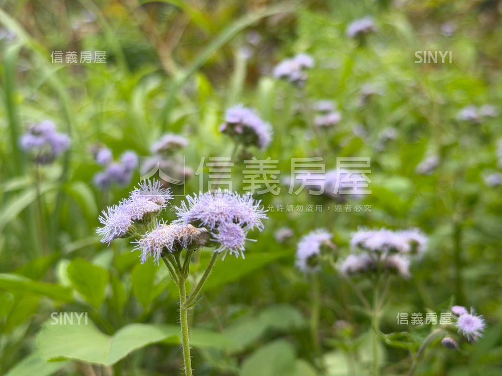 近落羽松路開心小農場房屋室內格局與周邊環境