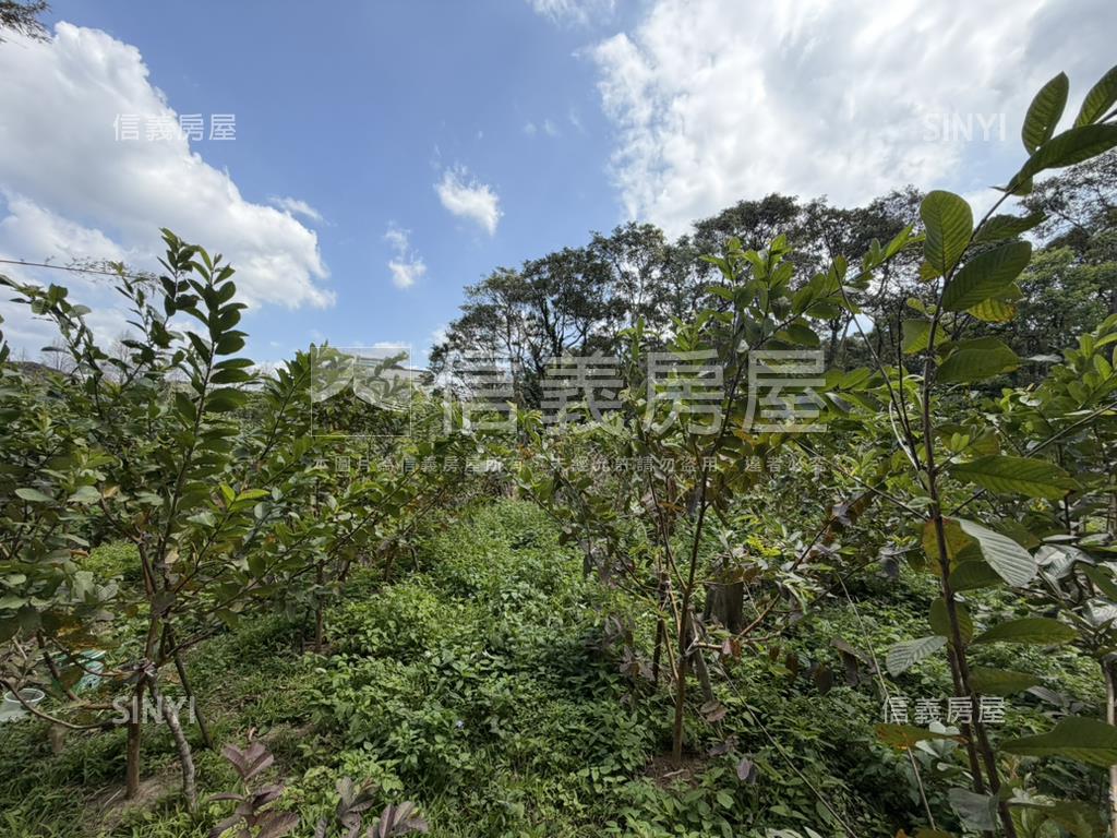 近落羽松路開心小農場房屋室內格局與周邊環境