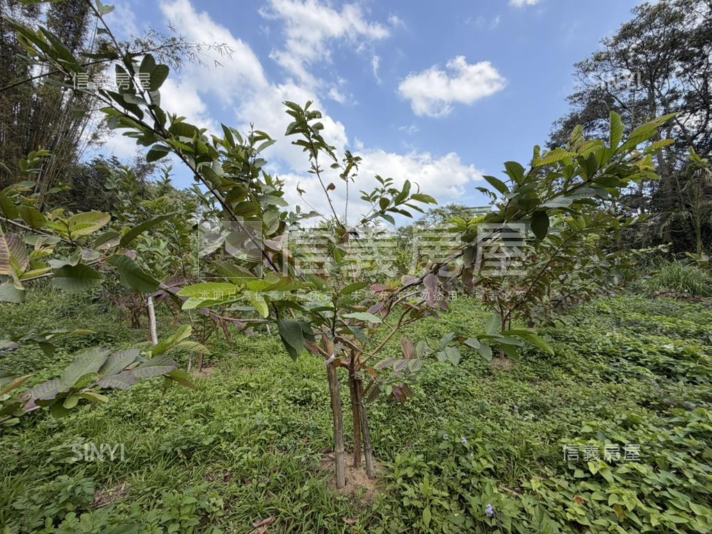 近落羽松路開心小農場房屋室內格局與周邊環境