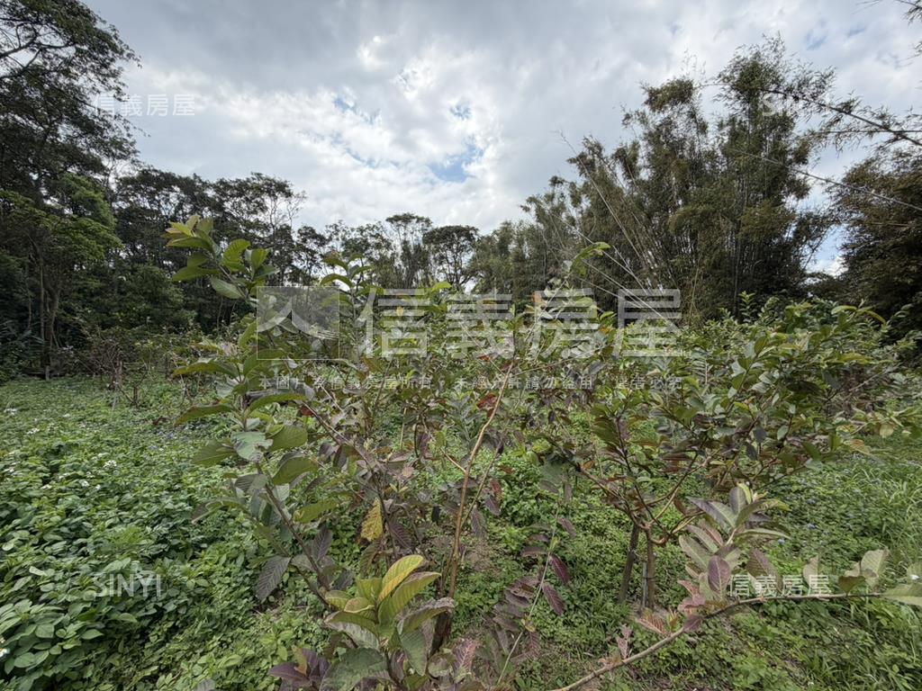 近落羽松路開心小農場房屋室內格局與周邊環境