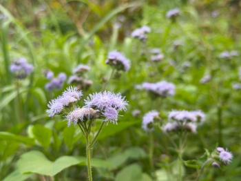 近落羽松路開心小農場
