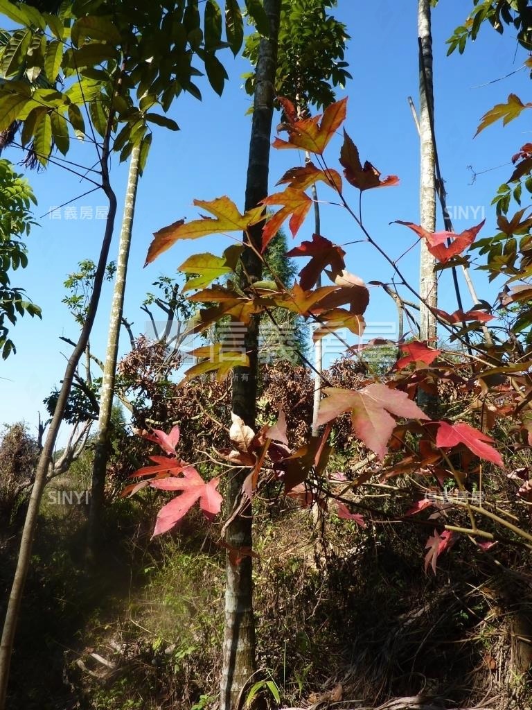 太平頭汴坑土地Ｄ房屋室內格局與周邊環境
