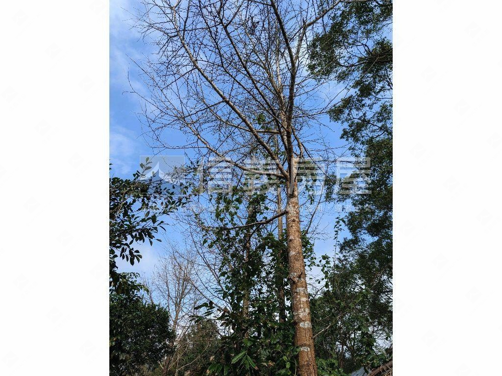 陽明山．世外桃源土地房屋室內格局與周邊環境