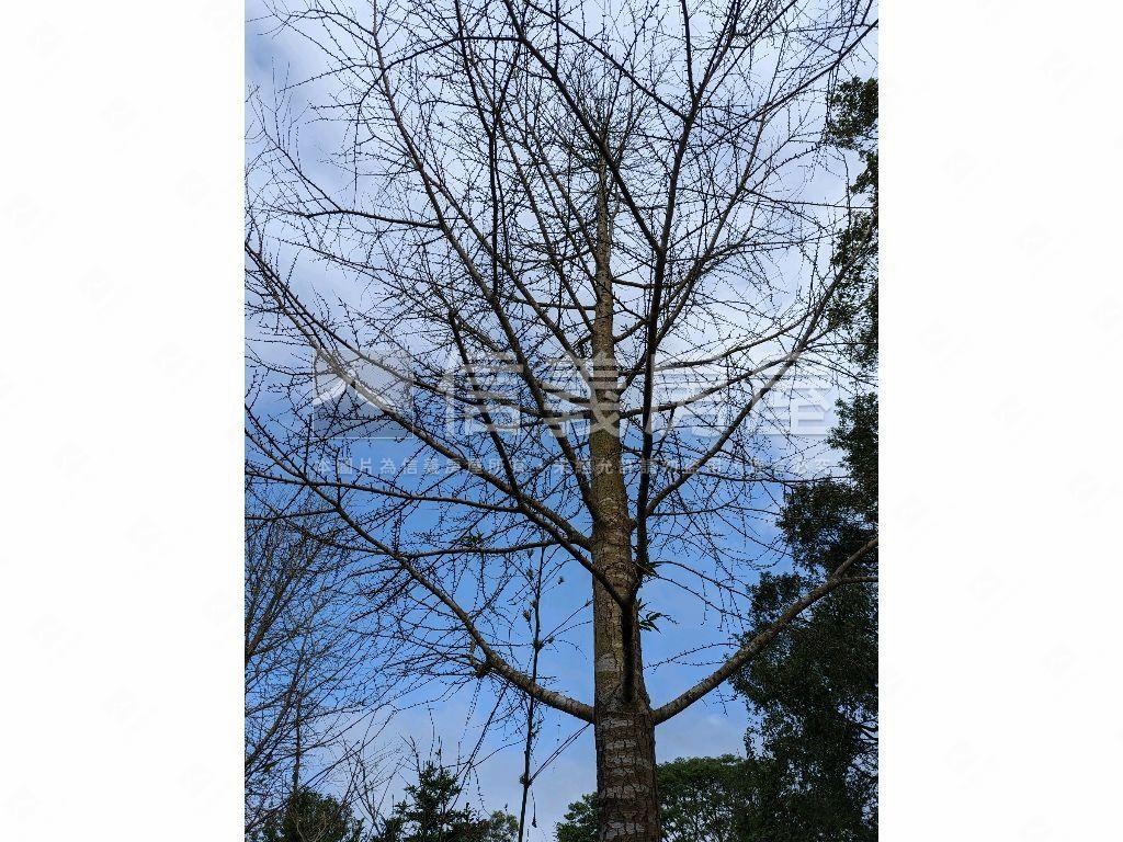 陽明山．世外桃源土地房屋室內格局與周邊環境
