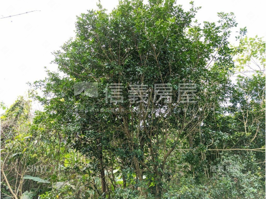 陽明山．世外桃源土地房屋室內格局與周邊環境