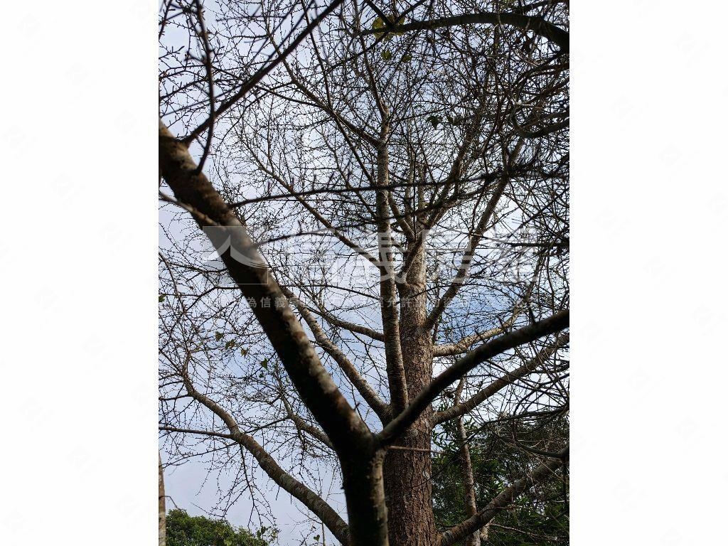 陽明山．世外桃源土地房屋室內格局與周邊環境