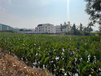 方正快樂小芋頭田