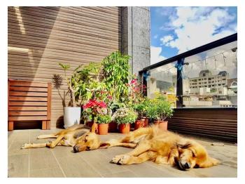 兩房小天晴露臺戶