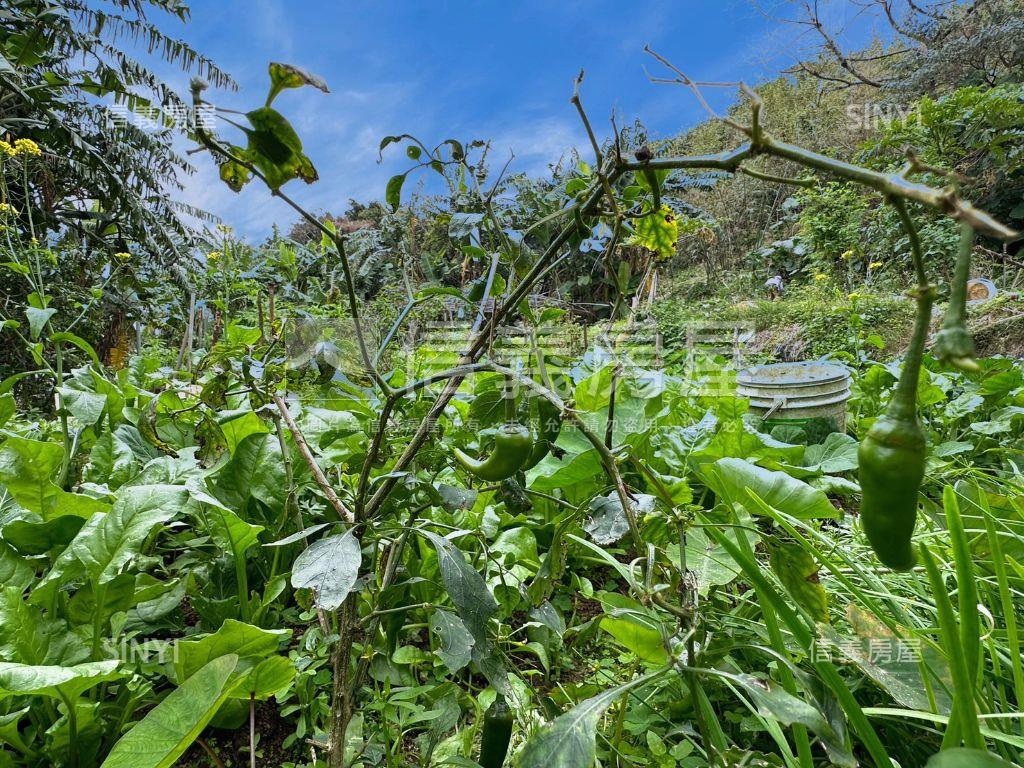 【農地】林口太平一段土地房屋室內格局與周邊環境