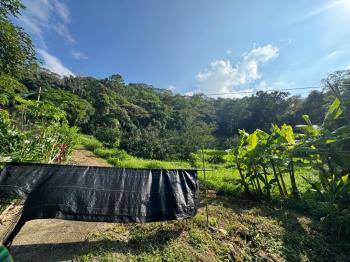 ＥＳＧ碳權近竹東臨路林地