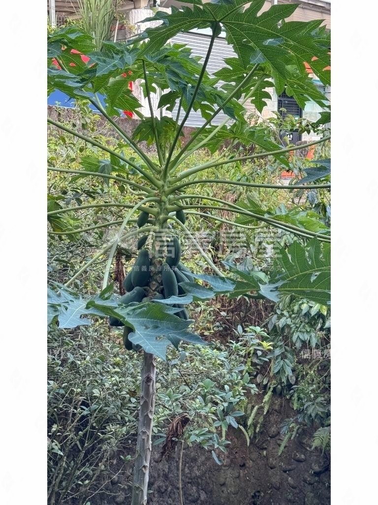 怡園雅士綠意透天房屋室內格局與周邊環境