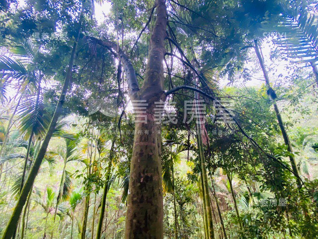 近東勢國中芬多精美山坡地房屋室內格局與周邊環境