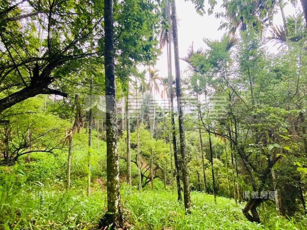 近東勢國中芬多精美山坡地房屋室內格局與周邊環境