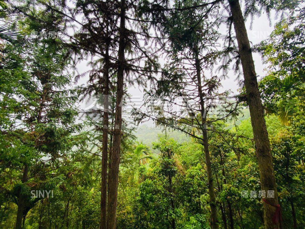 近東勢國中芬多精美山坡地房屋室內格局與周邊環境