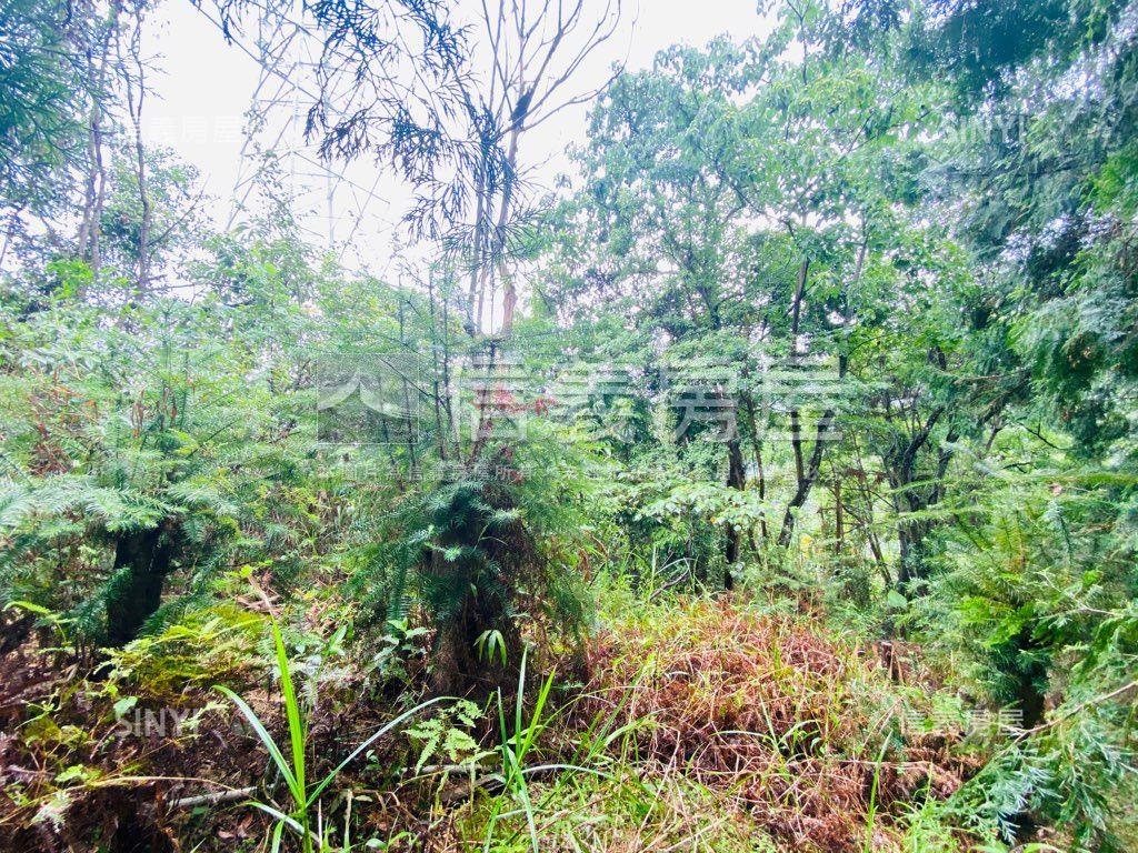 近東勢國中芬多精美山坡地房屋室內格局與周邊環境