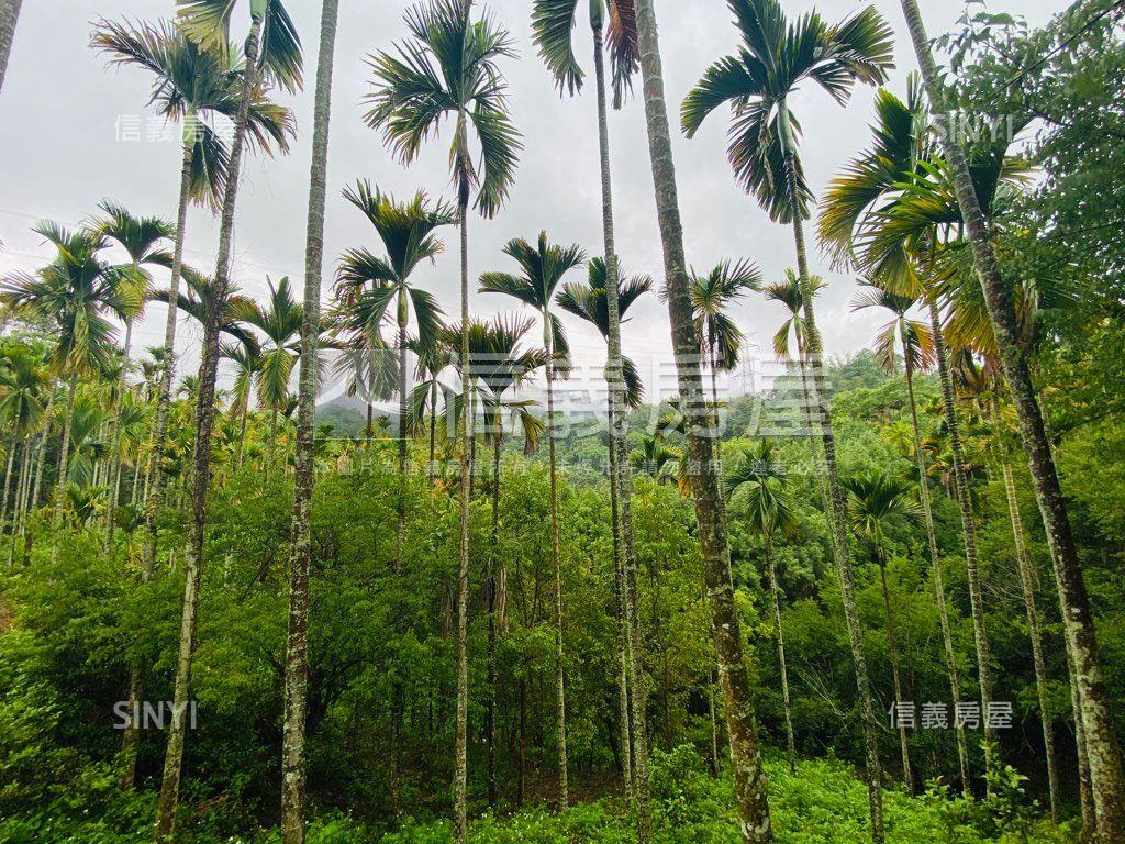 近東勢國中芬多精美山坡地房屋室內格局與周邊環境