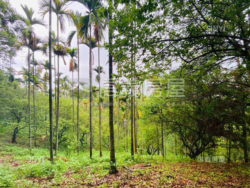 近東勢國中芬多精美山坡地房屋室內格局與周邊環境