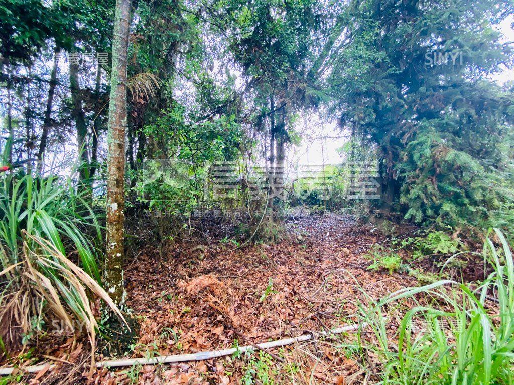 近東勢國中芬多精美山坡地房屋室內格局與周邊環境