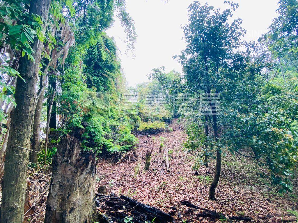 近東勢國中芬多精美山坡地房屋室內格局與周邊環境